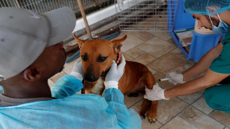 متطوعو إنقاذ الحيوانات يطلقون أول مشروع لإخصاء الكلاب والقطط الشاردة في غزة