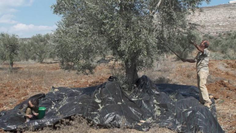 تدمير 1500 شجرة: موسم قطف زيتون عنيف في الأراضي الفلسطينية